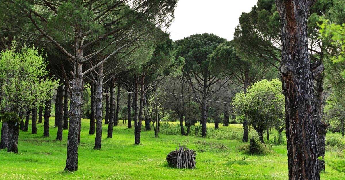 Kozak / Bergama