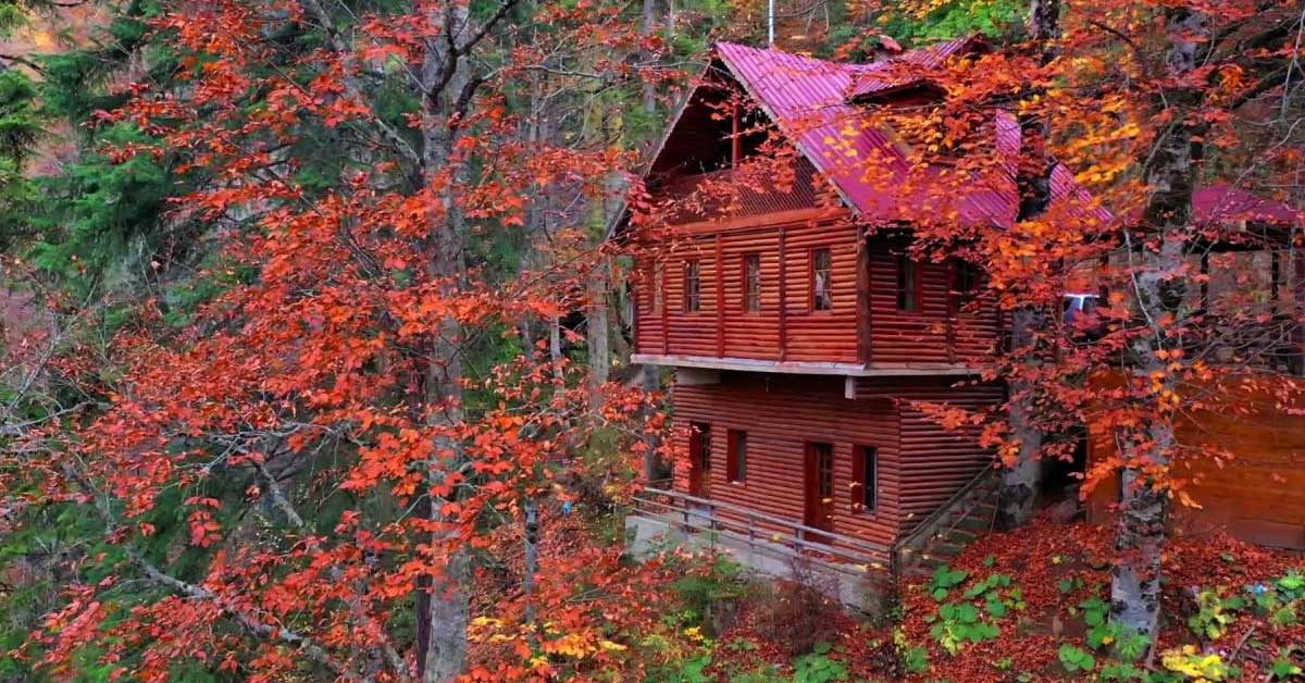 Yenice Ormanları