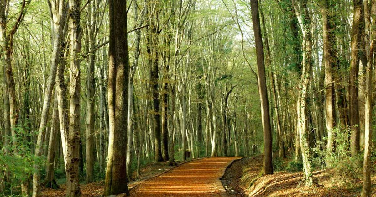 Belgrad Ormanı’nda Keyifli Bir Yürüyüş