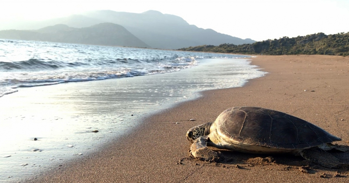 İztuzu Plajı: Caretta Carettaların Yuvası