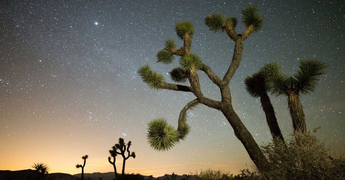 Joshua Tree Ulusal Parkı, Kaliforniya, Amerika Birleşik Devletleri