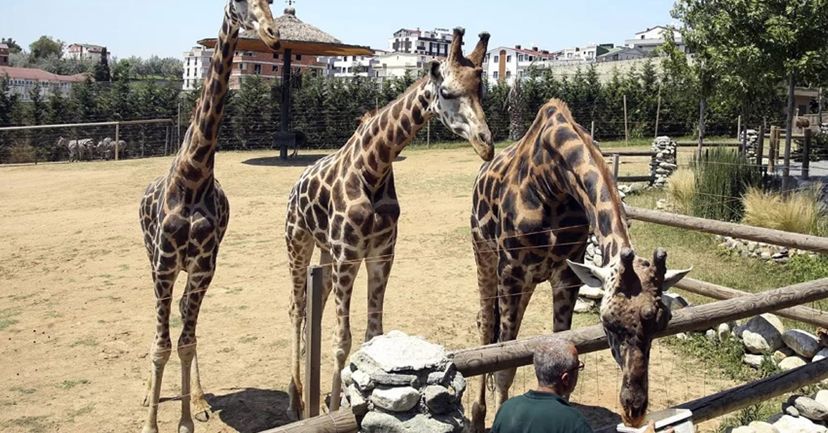 Darıca Faruk Yalçın Hayvanat Bahçesi ve Botanik Parkı