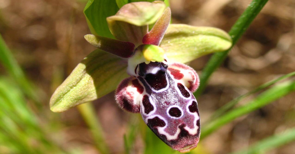 Kille Koyu'nun Büyüleyici Doğası: Flora ve Fauna