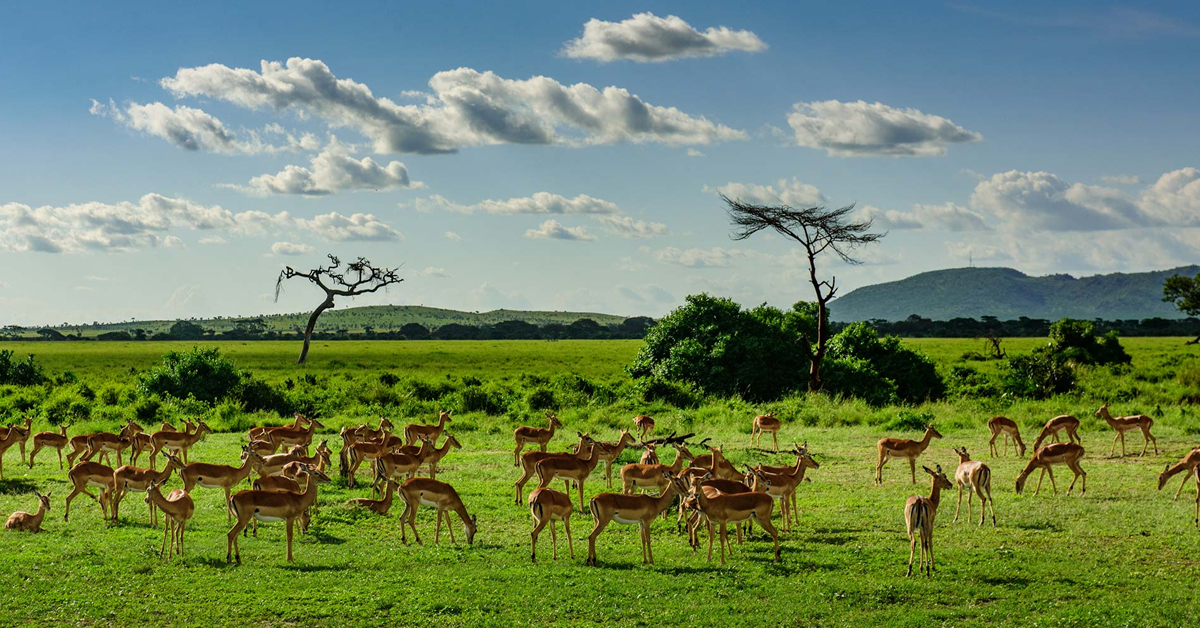 Serengeti Ulusal Parkı, Tanzanya