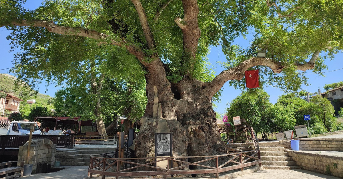 Musa Ağacı