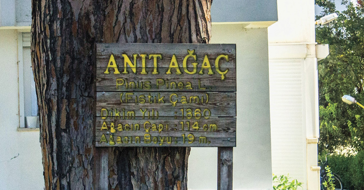 Erdek Anıt Ağaç