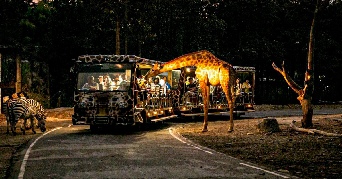 Night Safari