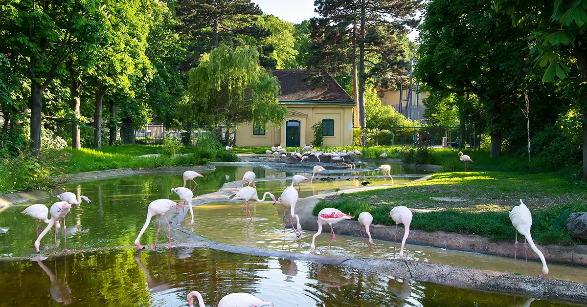 schonbrunn hayvanat bahçesi