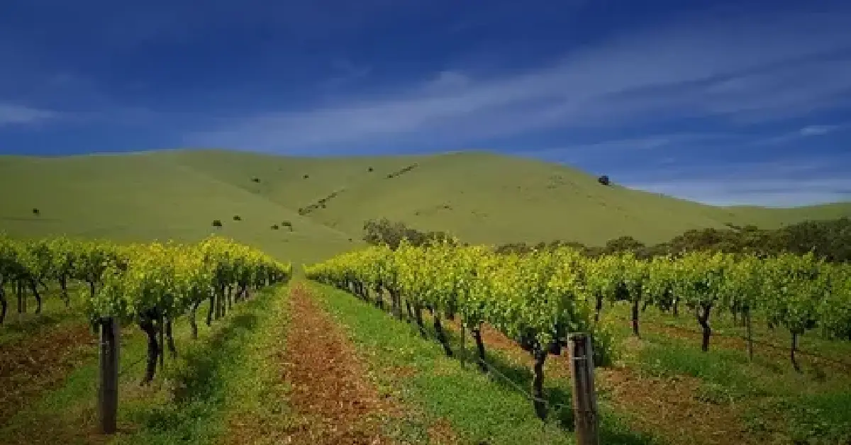 Barossa Vadisi