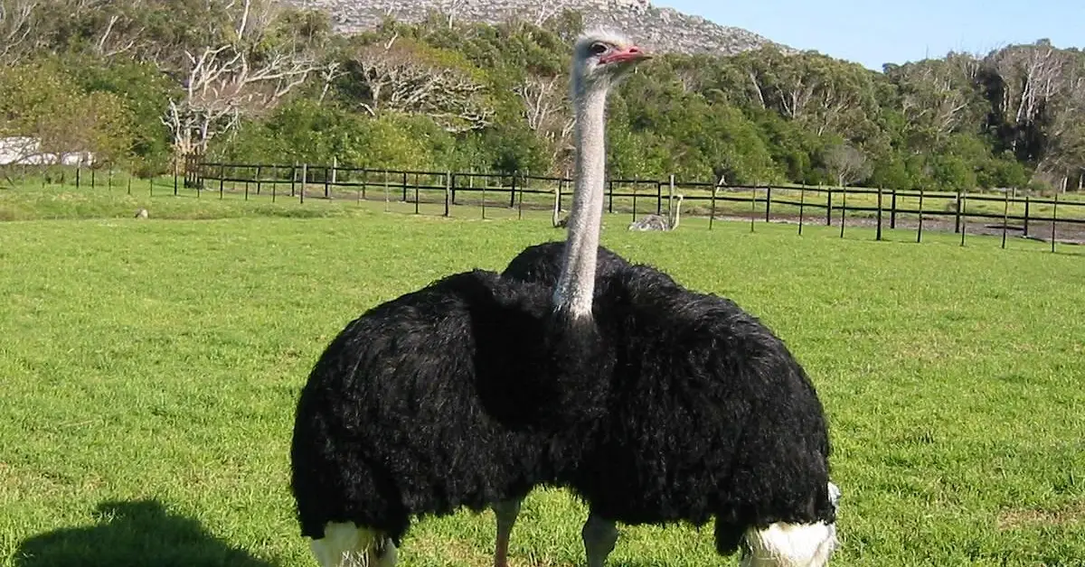 Cape Pont Ostrich Farm