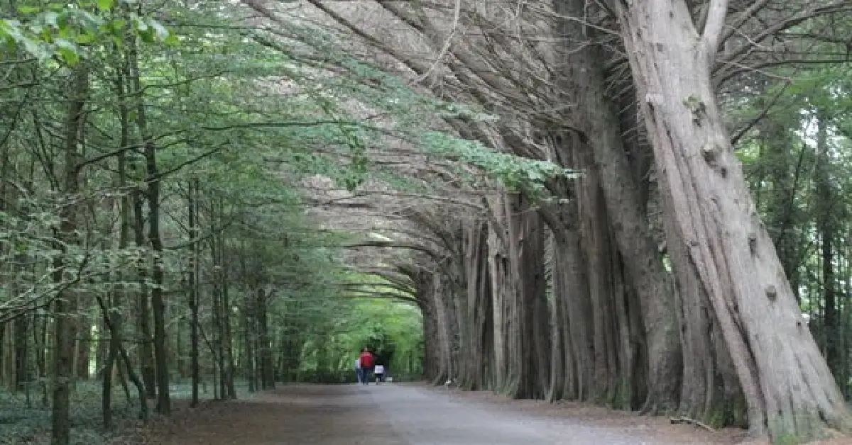 Coole Park