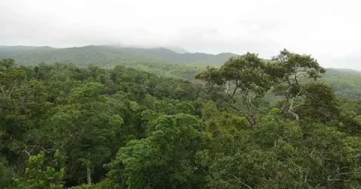 Daintree Yağmur Ormanları