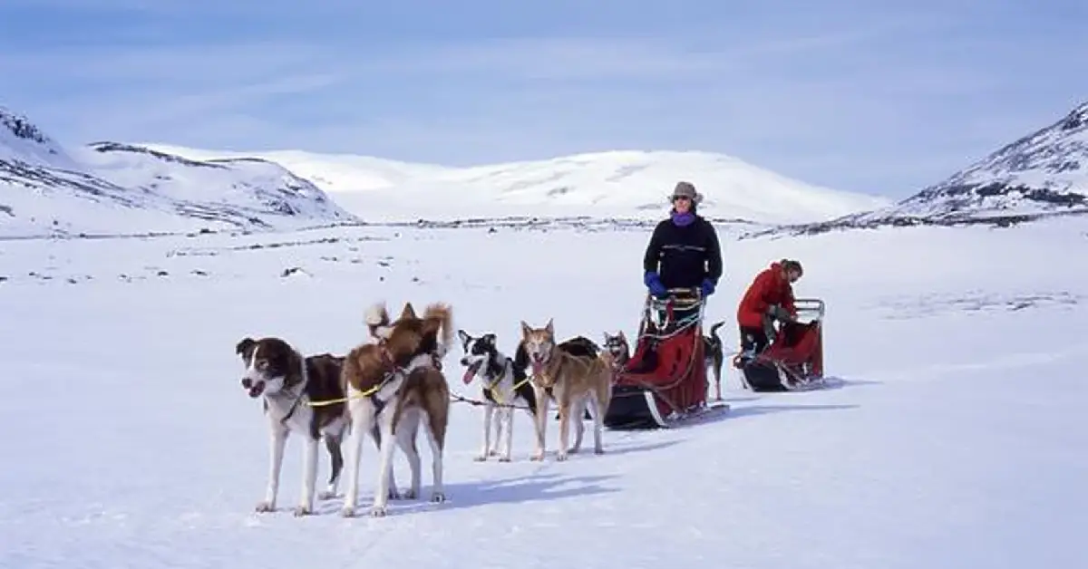 Dog Sledding