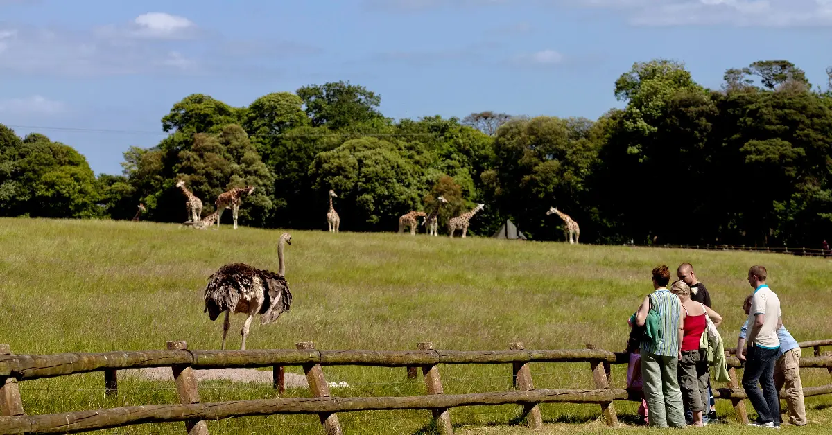 Fota Wildlife Park