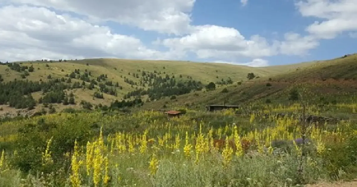 Kutlutepe
