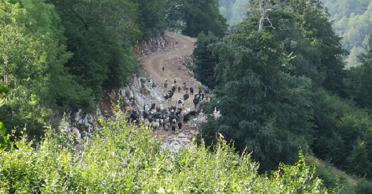 kuzu yaylası