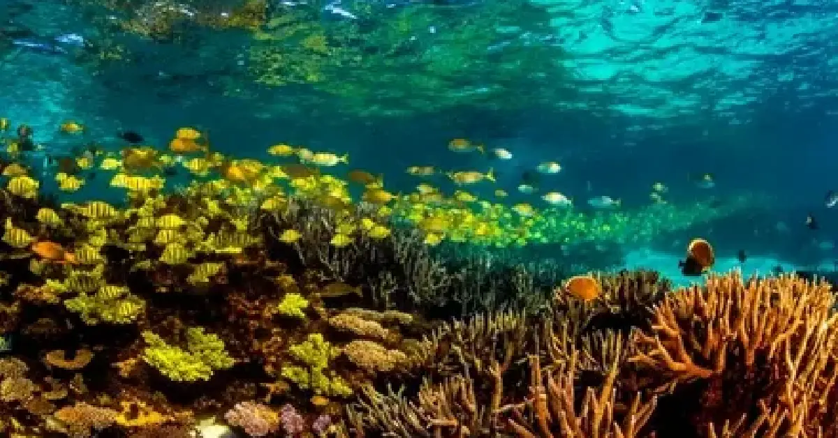 Ningaloo Resifi