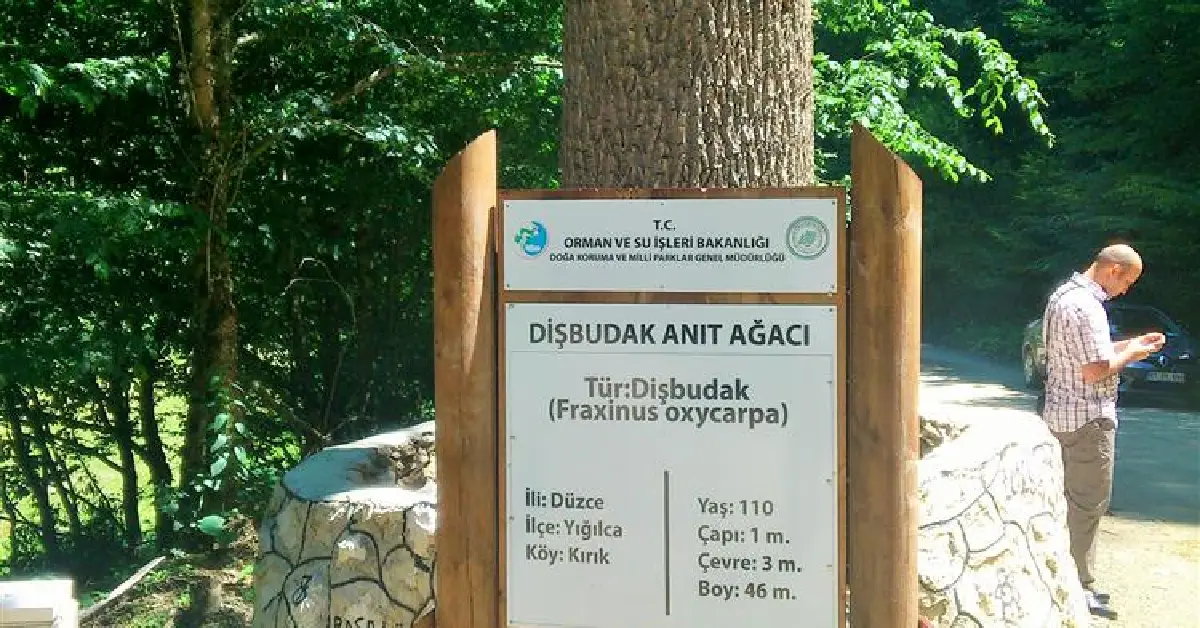 Paşabükü Dişbudak Ağacı Tabiat Anıtı