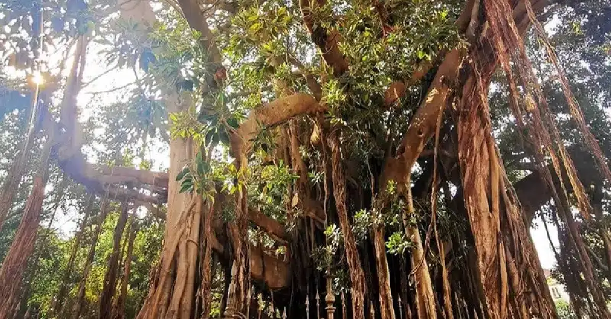 The Strangler Tree