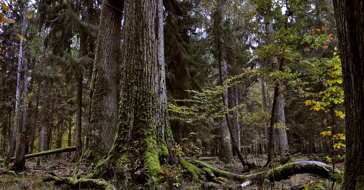 Białowieża Ormanı