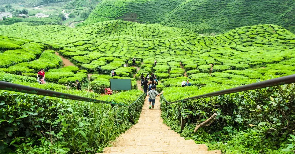Cameron Highlands