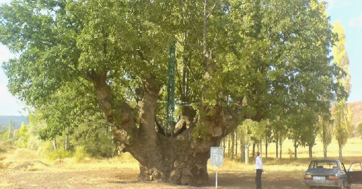 Koca Meşe