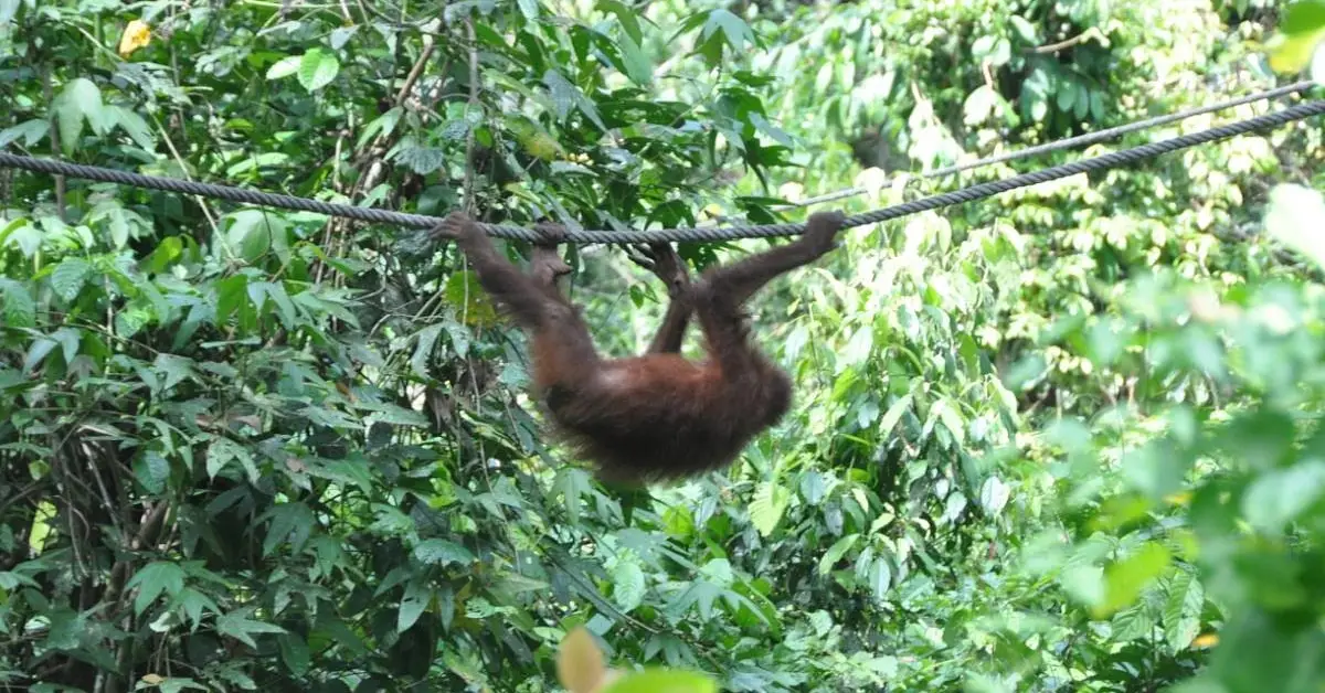 Sepilok Orangutan Rehabilitation Centre
