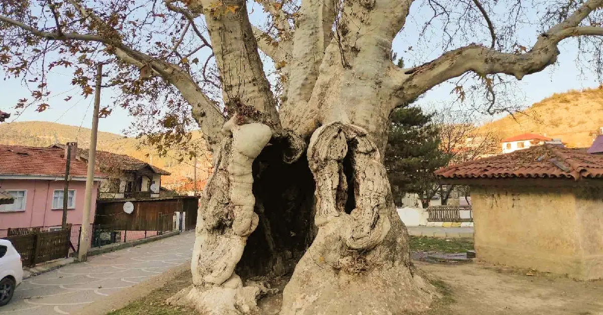 Yedi Asırlık Çınar