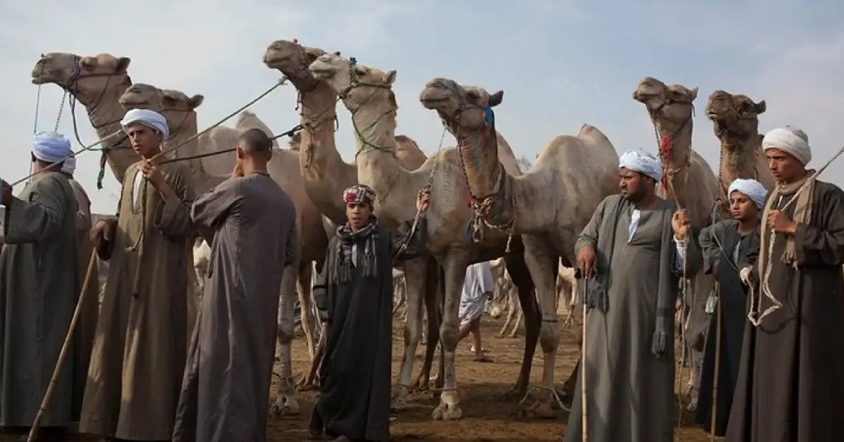Birqas Camel Market
