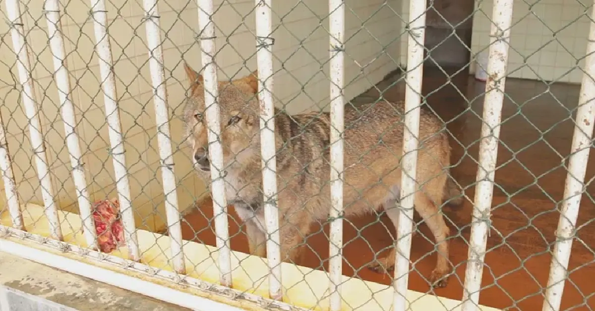 Tiran Zoo