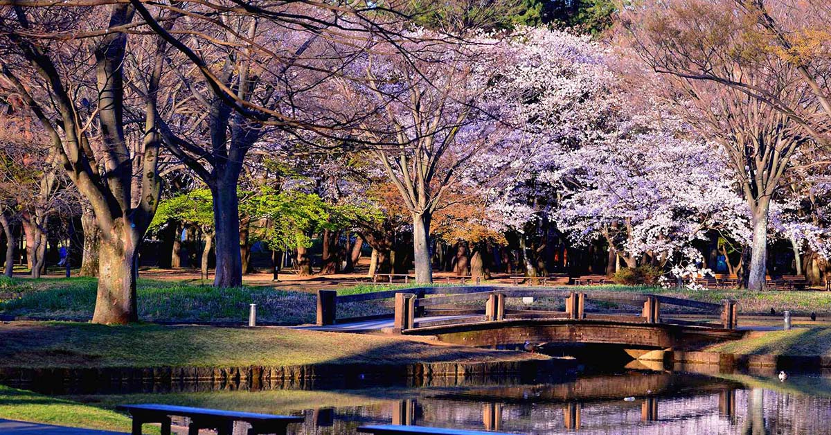 Yoyogi Park