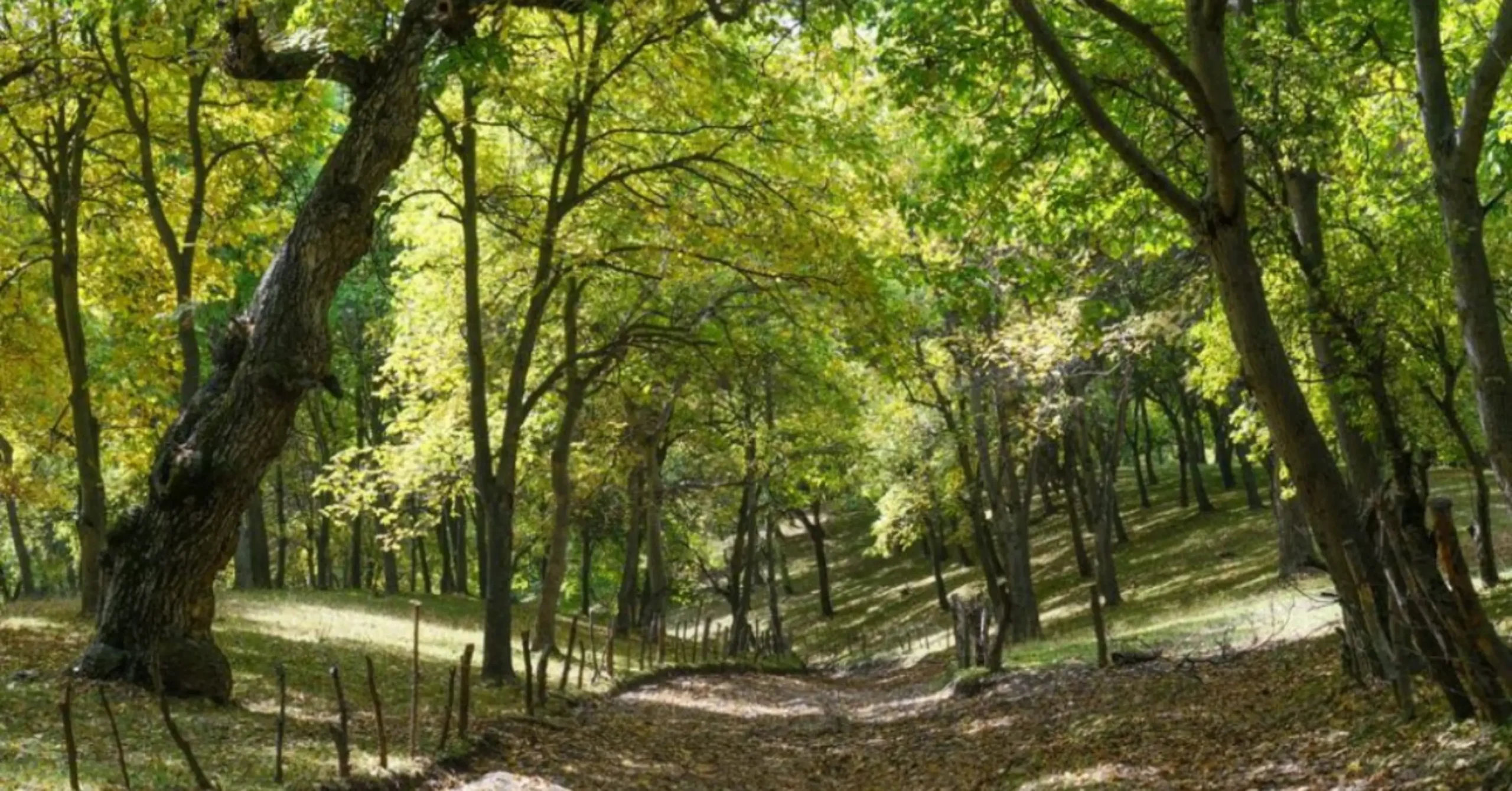 Arslanbob Ceviz Ormanı