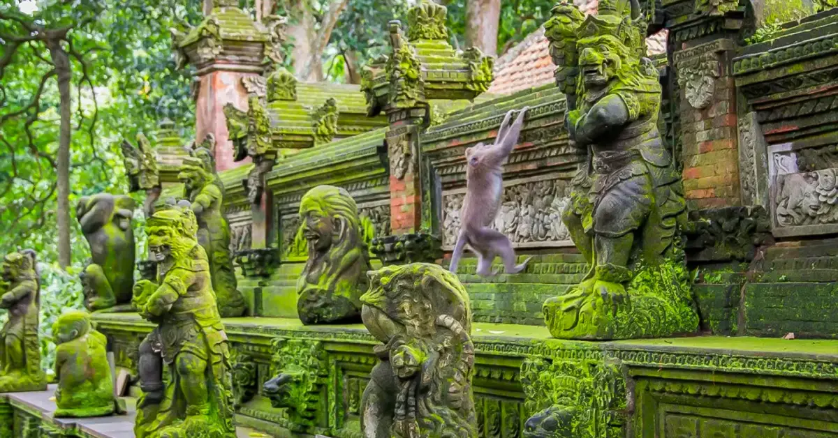 Maymun Ormanı (Monkey Forest)