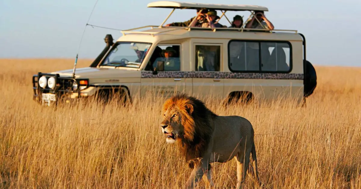 Safari Turu Nedir?