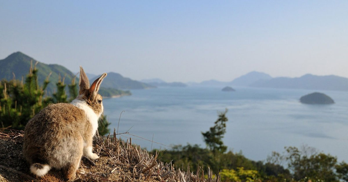 Rabbit Adası: Doğal Güzellikler