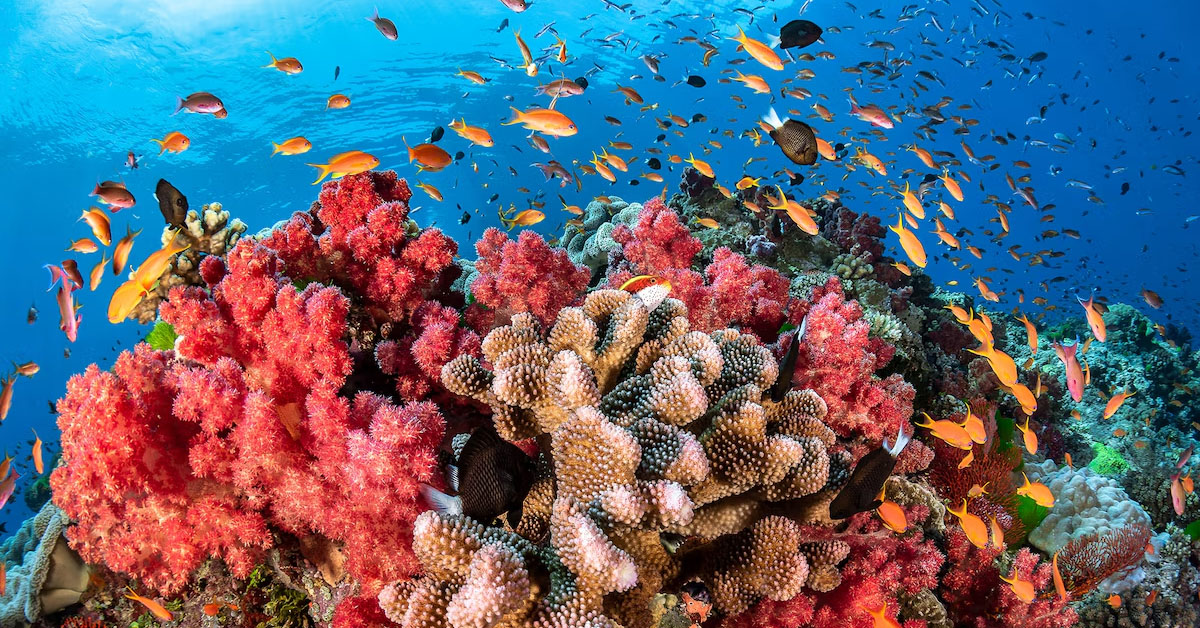 Great Barrier Reef: Sualtı Cenneti