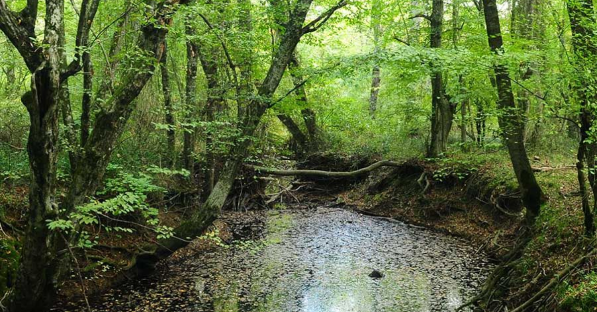 Longoz Ormanları Milli Parkı
