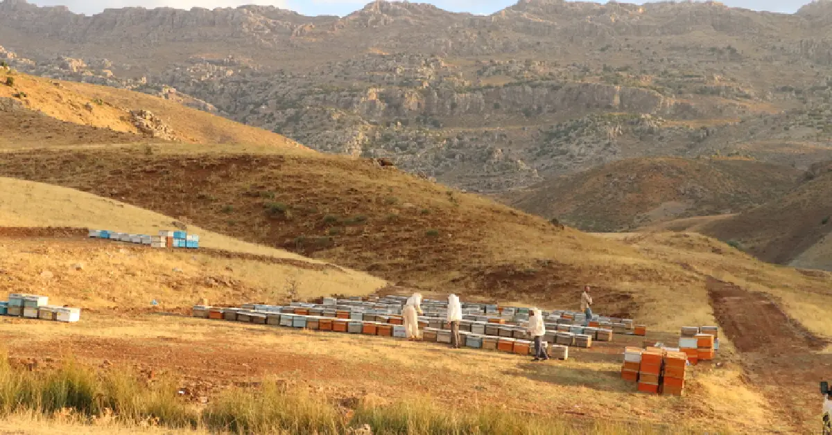 Çemikari Yaylası