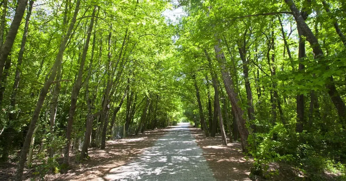 köyceğiz sığla ormanı