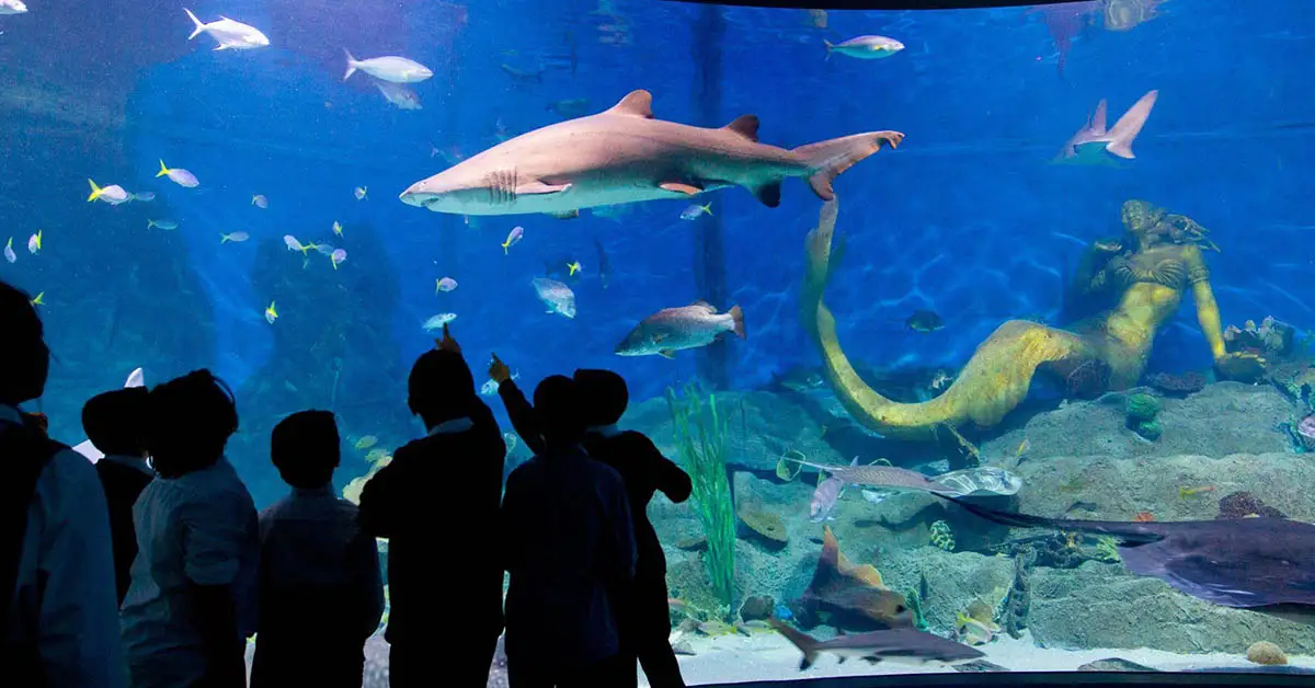 sea life melbourne aquarium
